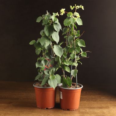 Бугенвиллия микс 50/14 отцветшая &mdash; Luxury Plants