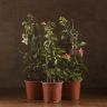 Бугенвиллия микс 50/14 отцветшая фото 1 &mdash; Luxury Plants