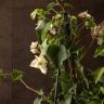 Бугенвиллия микс 50/14 отцветшая фото 2 &mdash; Luxury Plants