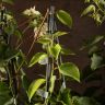 Бугенвиллия микс 50/14 отцветшая фото 3 &mdash; Luxury Plants