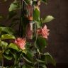 Бугенвиллия микс 50/14 отцветшая фото 4 &mdash; Luxury Plants