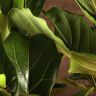 Фикус Лирата 170/27 фото 3 &mdash; Luxury Plants