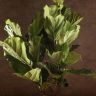 Фикус Лирата 170/27 фото 5 &mdash; Luxury Plants