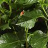 Гибискус красный 40/12 фото 3 &mdash; Luxury Plants