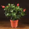 Гибискус красный 40/12 фото 1 &mdash; Luxury Plants