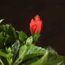 Гибискус красный 40/12 фото 4 &mdash; Luxury Plants