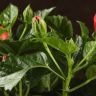 Гибискус красный 40/12 фото 5 &mdash; Luxury Plants