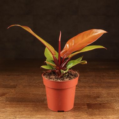 Филодендрон Принц Оранж д12 &mdash; Luxury Plants