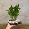 Композиция с бамбуком в кашпо лодочка 35/20 фото 3 &mdash; Luxury Plants