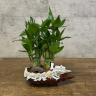Композиция с бамбуком в кашпо лодочка 35/20 фото 1 &mdash; Luxury Plants