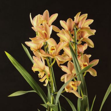 Орхидея Цимбидиум бежево-розовая Д12 &mdash; Luxury Plants