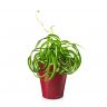 Хлорофитум кудрявый Бонни в кашпо Lechuza Deltini фото 3 &mdash; Luxury Plants