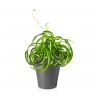 Хлорофитум кудрявый Бонни в кашпо Lechuza Deltini фото 2 &mdash; Luxury Plants