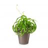 Хлорофитум кудрявый Бонни в кашпо Lechuza Deltini фото 4 &mdash; Luxury Plants