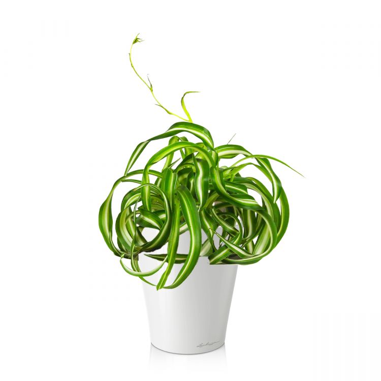 Хлорофитум кудрявый Бонни в кашпо Lechuza Deltini фото 1 &mdash; Luxury Plants