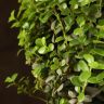 Мирсина Африканская штамбовая 30/12 фото 2 &mdash; Luxury Plants