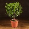 Мирсина Африканская штамбовая 30/12 фото 1 &mdash; Luxury Plants