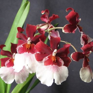 Орхидея Камбрия Бартли Шварц &mdash; Luxury Plants