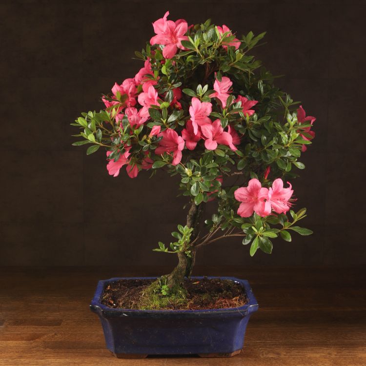 Бонсай Азалия в синей плошке 54 см фото 1 &mdash; Luxury Plants