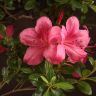 Бонсай Азалия в синей плошке 54 см фото 2 &mdash; Luxury Plants
