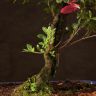 Бонсай Азалия в синей плошке 54 см фото 5 &mdash; Luxury Plants