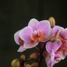 Орхидея Фаленопсис мини Cinders D7 фото 1 &mdash; Luxury Plants