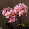 Орхидея Фаленопсис Boguetto розовая в белом кашпо фото 3 &mdash; Luxury Plants