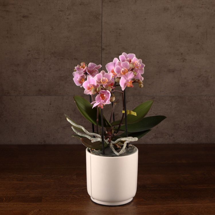 Орхидея Фаленопсис Boguetto розовая в белом кашпо фото 1 &mdash; Luxury Plants