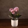 Орхидея Фаленопсис Boguetto розовая в белом кашпо фото 1 &mdash; Luxury Plants