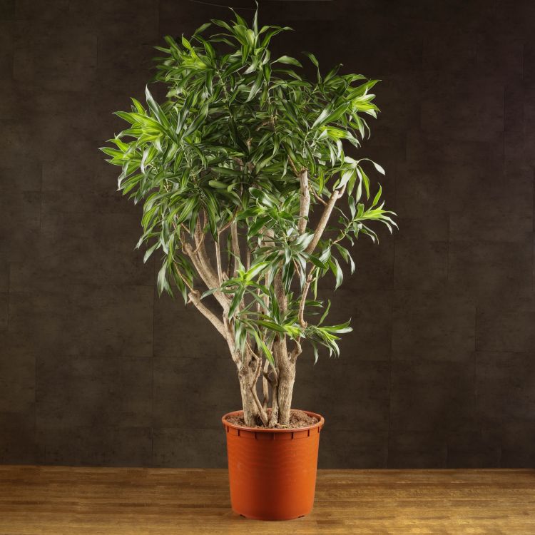Драцена Сонг Оф Ямайка 165/34 фото 1 &mdash; Luxury Plants