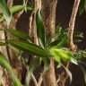 Драцена Сонг Оф Ямайка 165/34 фото 2 &mdash; Luxury Plants