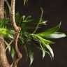 Драцена Сонг Оф Ямайка 165/34 фото 4 &mdash; Luxury Plants