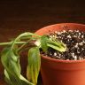 Спатифиллум д15 уценка фото 2 &mdash; Luxury Plants