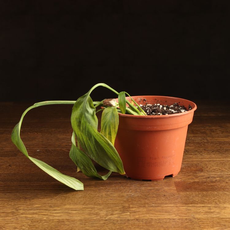 Спатифиллум д15 уценка фото 1 &mdash; Luxury Plants