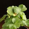 Пеларгония герань зональная д12 уценка фото 2 &mdash; Luxury Plants