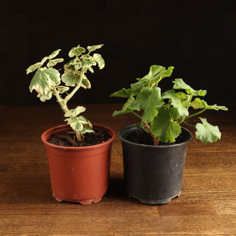 Пеларгония герань зональная д12 уценка фото 1 &mdash; Luxury Plants