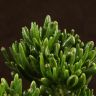 Крассула Хоббит 20/17 фото 3 &mdash; Luxury Plants