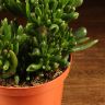 Крассула Хоббит 20/17 фото 4 &mdash; Luxury Plants