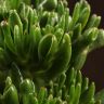 Крассула Хоббит 20/17 фото 5 &mdash; Luxury Plants