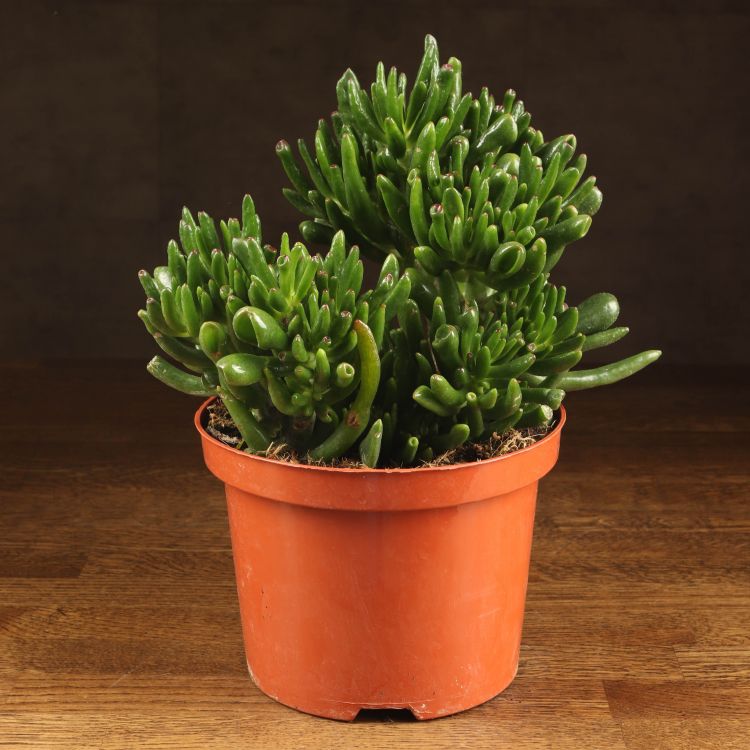 Крассула Хоббит 20/17 фото 1 &mdash; Luxury Plants