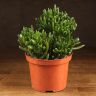 Крассула Хоббит 20/17 фото 1 &mdash; Luxury Plants