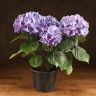 Гортензия 45/14 фиолетовая фото 1 &mdash; Luxury Plants