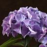 Гортензия 45/14 фиолетовая фото 2 &mdash; Luxury Plants