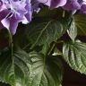 Гортензия 45/14 фиолетовая фото 5 &mdash; Luxury Plants