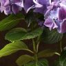 Гортензия 45/14 фиолетовая фото 4 &mdash; Luxury Plants