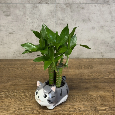 Бамбук в кашпо "Кошка" 25/6 &mdash; Luxury Plants