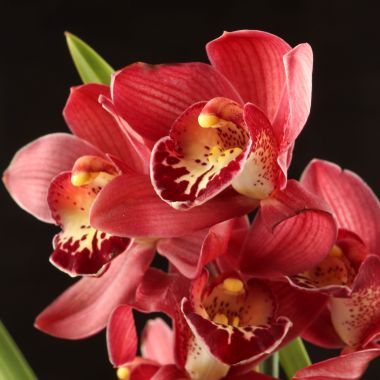 Орхидея Цимбидиум бордовая Д12 &mdash; Luxury Plants