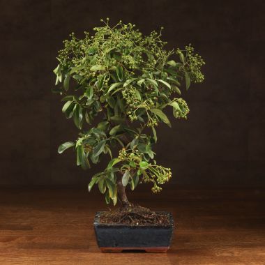 Бонсай Пираканта синяя плошка 40 см &mdash; Luxury Plants