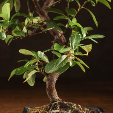 Бонсай Пираканта синяя плошка 40 см &mdash; Luxury Plants