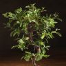 Бонсай Пираканта синяя плошка 40 см фото 2 &mdash; Luxury Plants